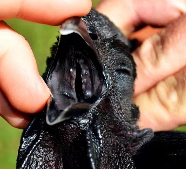 9. Siyah tavuklara ait her şey siyahtır. Yumurtaları, derileri, tüyleri, dilleri, kemik ilikleri... Hatta ve hatta iç organları bile.