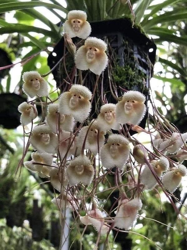 12. Bu bir maymun değil! Kendisi, Maymun Orkidesi olarak bilinen bir çiçek türü.