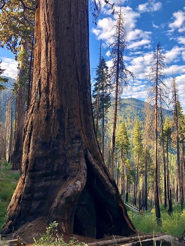 17. Sequoia Ulusal Parkı - Kaliforniya: