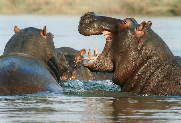 1- Les hippopotames transpirent souvent et cette sueur les protège à la fois du soleil et des bactéries !