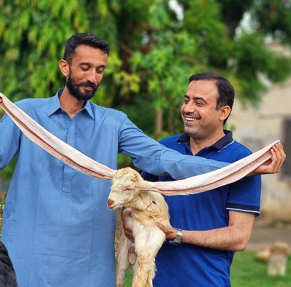 Simba ile tanışın. 4 Haziran 2022'de Pakistan'ın Karaçi kentinde doğan bu keçinin kulakları, görenleri gerçekten şaşkına çevirecek cinsten!