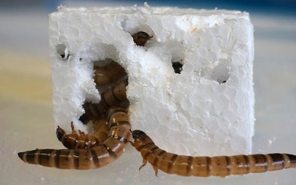 5. Ученые обнаружили червя, способного переваривать пластик, и в настоящее время пытаются скопировать его пищеварительную систему. Это может помочь решить огромную проблему.