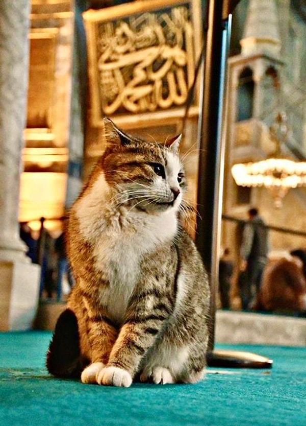 Örneğin; Hz. Muhammed’in eşi Hz. Aişe’nin naklettiği hadise göre; Hz. Muhammed, kedisi Müezza'yı o kadar çok severmiş ki; Müezza bir gün sedirde oturan Hz. Muhammed'in giysisinin ucunda uyuyakalmış.