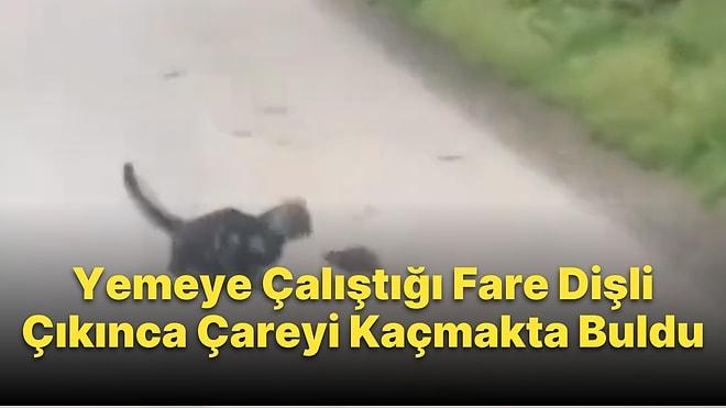 Afyonkarahisar'da Yemeye Çalıştığı Fare Tarafından Kovalanan Kedi