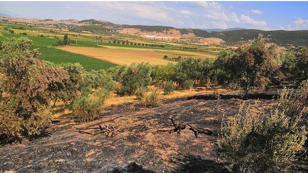 Matematik Köyü'nün Zeytinliğini Yakanlar Serbest Bırakıldı