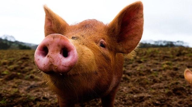 "8 Ekim 2022: Bir zombi domuz laboratuvardan kaçacak ve bu da tüm domuzların %60'ının enfekte olmasına neden olacak."