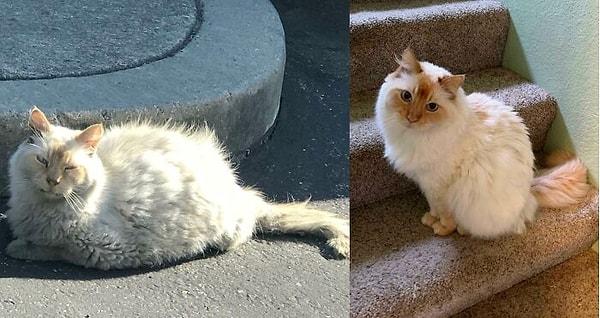 32. "Sahiplendiğim kedilerden birinin sadece 1 aylık değişimi."