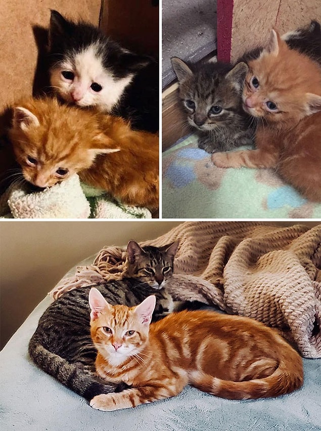 36. Deux autres bébés sauvés 😍