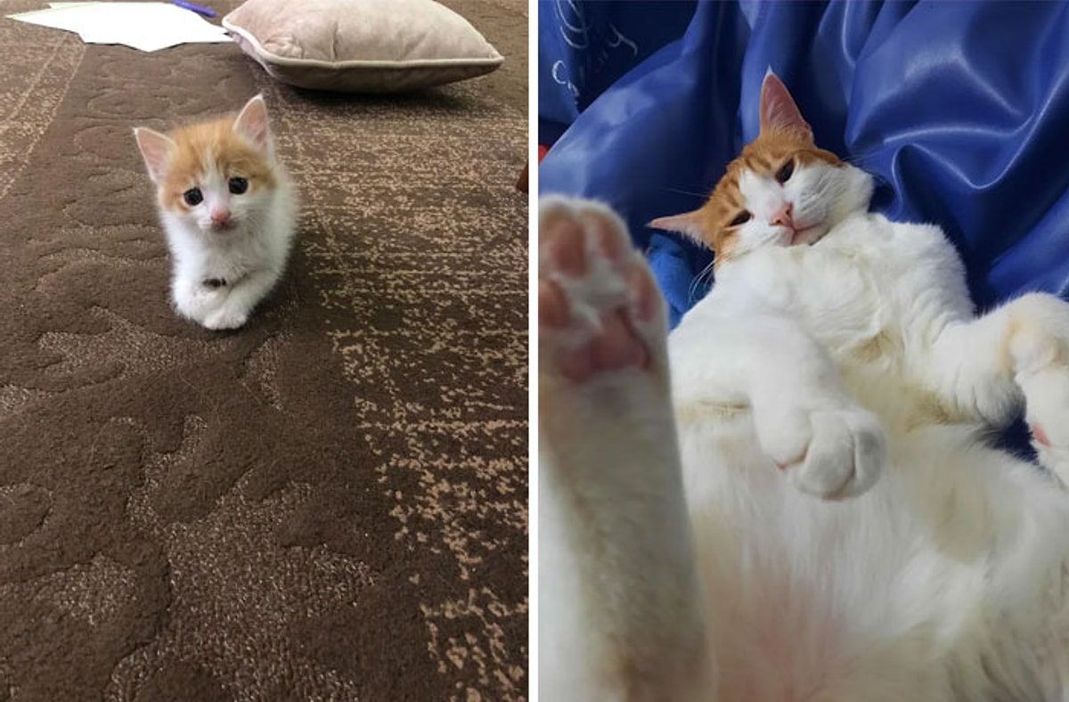 Котики и их жизнь