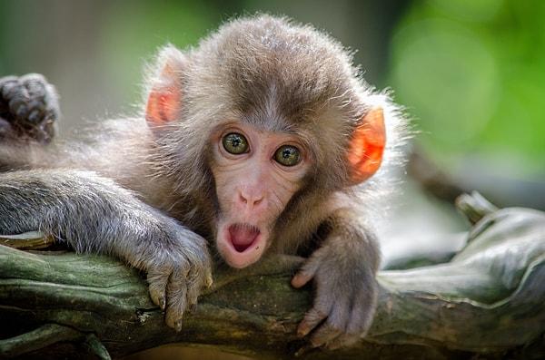 Alışılagelmiş haylazlıkları bir kenara dursun; bu maymunlar daha önce hiç kimsenin görmediği bir davranışta bulunuyor.