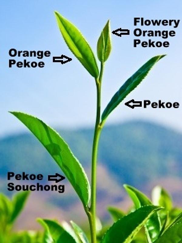 4. Çünkü aslında çay yaprakları da en üst yapraktan en alt yaprağa olmak üzere sınıflandırılıyor. En kalitelisi en üstte bulunan Orange Pekoe yapraklarından elde edilen çaylar.