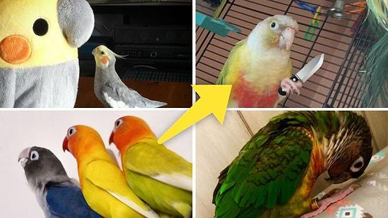 İnsanların İlgi Odağı Olmak İçin Can Atan Muhabbet Kuşları ve Papağanların Girdiği Komik ve Tatlı Haller
