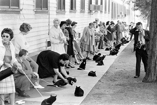 2. Hollywood'da siyah kedi yarışması - 1961: