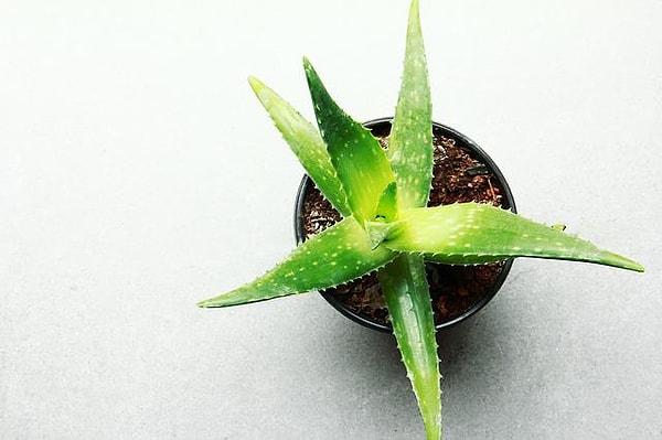 Ağız kokusunu önlemek için Aloe veradan yararlanın.