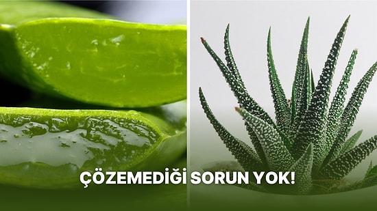 Doğadan Gelen Şifa Aloe Veranın Daha Önce Hiç Duymadığınız ve Çok Şaşıracağınız Kullanım Alanları