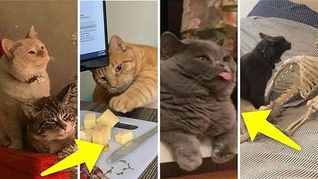 Kedilerin Çok Tatlı ve Garip Hayvanlar Olduğunu Size Bir Kez Daha Kanıtlayacak Olan 49 Kedi Fotoğrafı