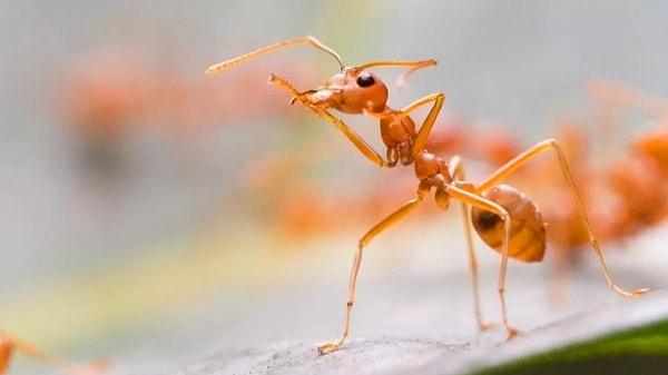1. Karıncalar uçaktan düşseler bile hayatta kalabilirler!