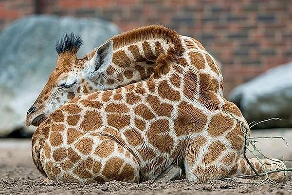 15. Zürafalar günde en fazla iki saat uyurlar ve genelde uykuları 10 dakikadan fazla sürmez.