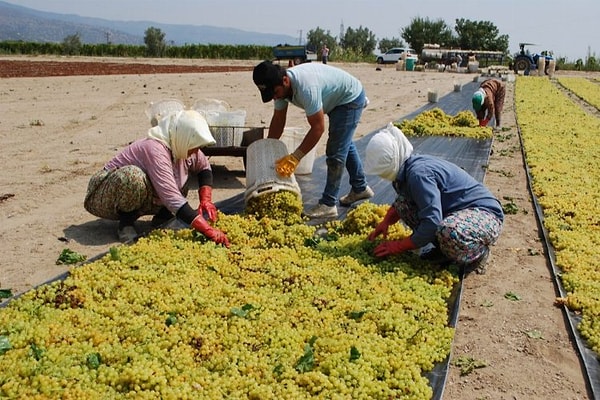 Son zamanlarda ise bu kadar zahmetli bir işleyişi olan çekirdeksiz kuru üzüm fiyatlarının ne olacağı çiftçiler tarafından oldukça merak ediliyor ve sıkça araştırılıyordu.