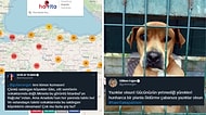 Sosyal Medya Kampanyaları: Başıboş Köpek Haritası'na Tepkiler Çığ Gibi Büyüyor! Katliam mı? Korunma mı?
