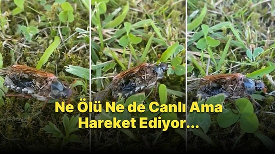 Mantarlar Tarafından Daha Fazla Böceğe Ulaşması İçin Kontrol Edilen 'Zombi Böcek'in Viral Olan Görüntüleri