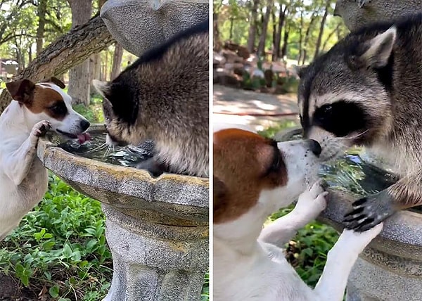 Хоуп - не единственный друг, которого завел Джаспер! Щенок Тутси также является близким другом, принимая участие в их приключениях.