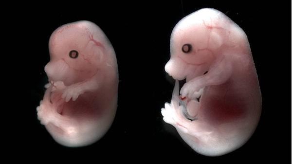 Araştırmada yer alan kök hücre biyolojisi uzmanı Zernicka-Goetz, üretilen embriyoların hepsi mükemmel olmasa da en iyilerinin doğal fare embriyolarından ayırt edilemeyeceğini söyledi.