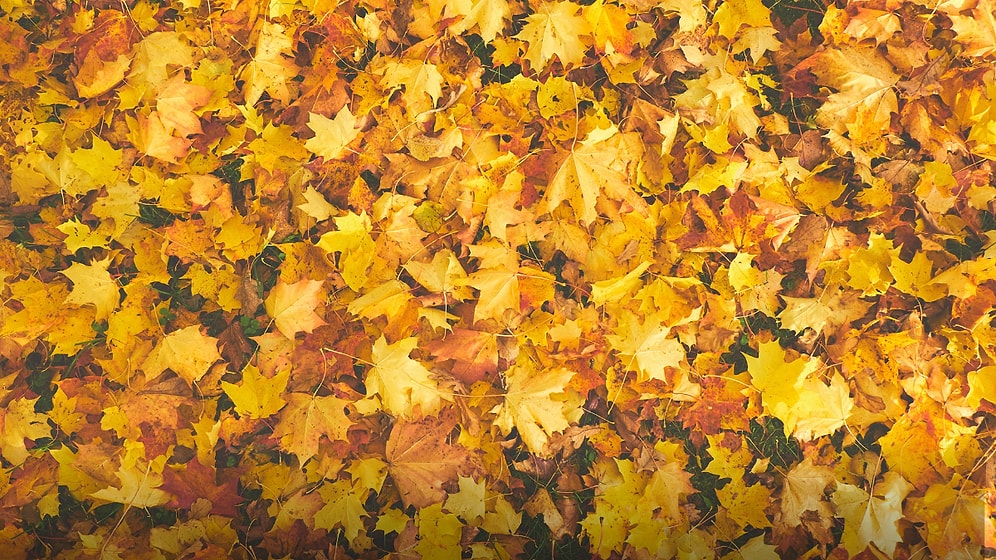 Sonbahar Havasını Kulaklarınızda da Hissetmek için Dinleyebileceğiniz 12 Sonbahar Şarkısı