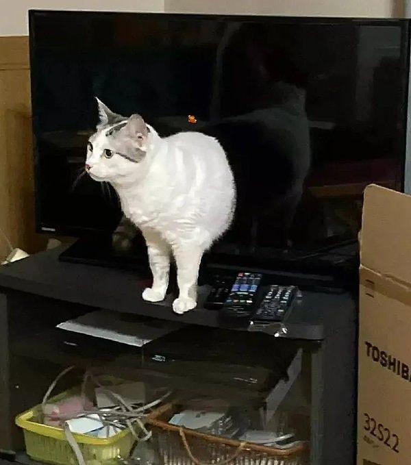 8. 'Kedim televizyonun içinden çıktı.'