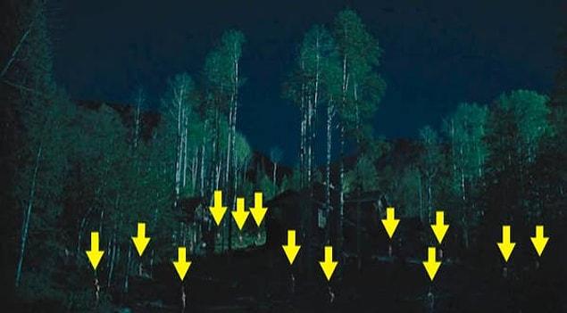 Non seulement avec des arbres, vous pouvez également voir des membres nus du culte la nuit.