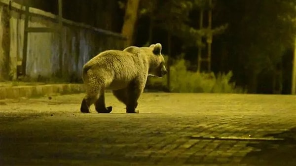 Karnını doyurmaya geldi