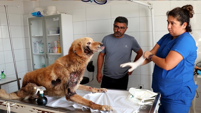 Emekli Öğretmene Para Cezası: Köpeğini Aracının Arkasına Bağlayıp Sürüklemişti!