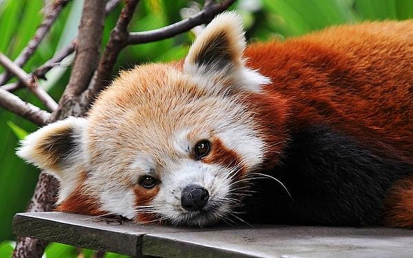 6. Firefox'un logosunda bulunan hayvan sembolü tilkiye değil kırmızı pandaya aittir!