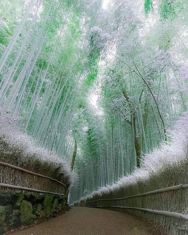 3. Japonya'nın eski başkenti Kyoto'dan bir orman manzarası