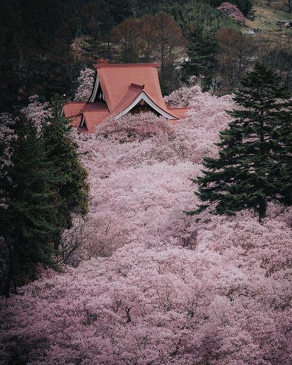 22. Nagano şehrinde kiraz çiçeği ağaçlarının ararsında kaybolmuş bir ev 🌸