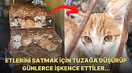 Etlerini Satmak İçin 150'ye Yakın Kediyi Kaçırıp Günlerce İşkence Eden Çete Sizi İnsanlıktan Soğutacak!