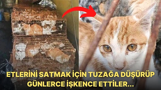 Etlerini Satmak İçin 150'ye Yakın Kediyi Kaçırıp Günlerce İşkence Eden Çete Sizi İnsanlıktan Soğutacak!