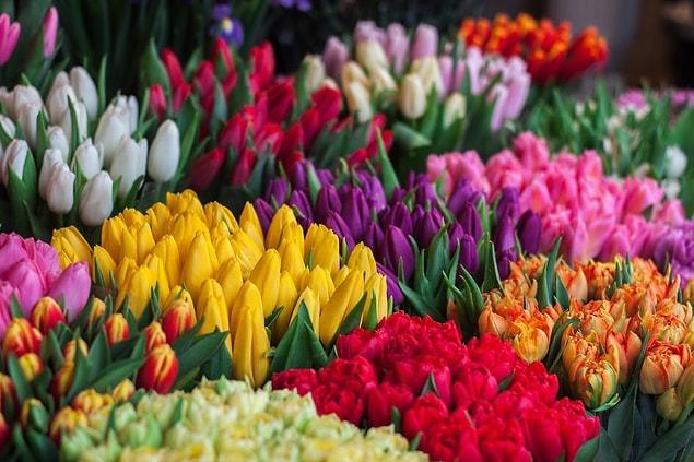 L'engouement pour les tulipes a culminé aux Pays-Bas en 1633.