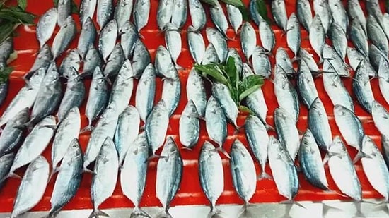 Balıklar Tezgahta: Palamut 75 Hamsi, 70 Lira