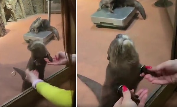 Bir hayvanat bahçesinde kaydedildiği iddia edilen görüntülerde, su samuru ziyarete gelen insanlara ellerini okşatıyor.
