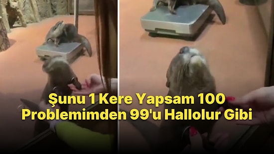 Hayvanat Bahçesini Ziyarete Gelen İnsanlara Ellerini Okşatan Su Samuru
