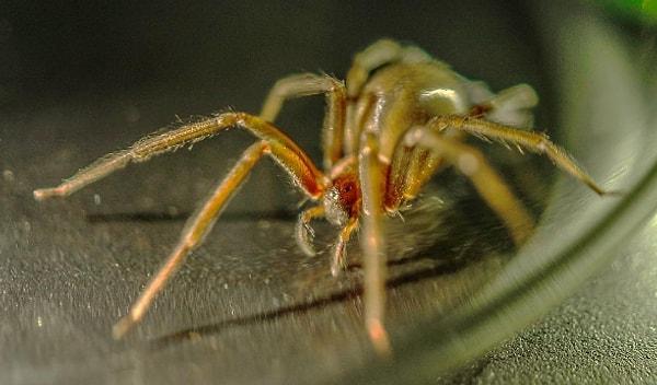 4. Ulusal Doğa Tarihi Müzesi türünün en zehirlisi olarak kabul edilen köşe örümceği tarafından istila edilmiştir.