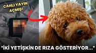 Köpeğini Defalarca Kez İstismar Ederek Cinsel İlişkiye Girmeye Zorlayan Adamın Mide Bulandıran Açıklamaları