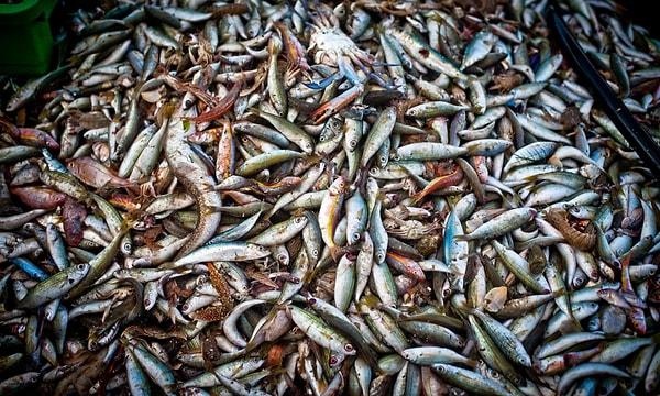 Özellikle balık türlerinin çoğalması ve nesillerinin hızlı bir şekilde tükenmesini engellemek için av yasağı, balıkların yumurtlama dönemlerine denk gelen yaz aylarında uzun süredir uygulanıyor.