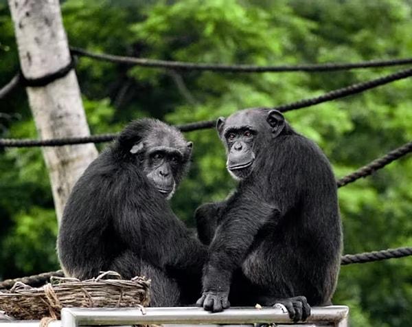 Fakat araştırmanın geneline bakılırsa babunlar ve şempanzeler ziyaretçilerin geri döndüklerine sevinmiş gibi görünüyor.
