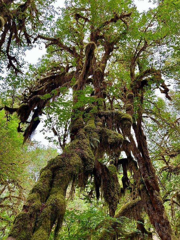 19. Mossy Ağacı - Amerika: