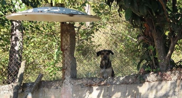 Olay günü savcının köpeklerin barınağa alınması talimatını verdiği söyleyen Turan Demir, savcı köpeklerin derhal kaldırılmasını istedi.