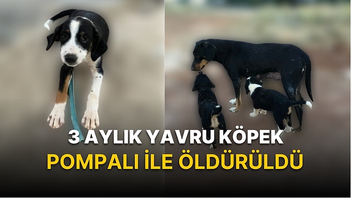 'Tavuklarıma Saldırdı' Deyip Yavru Köpeği Öldürdü! Hayvanseverler Hapis İstiyor