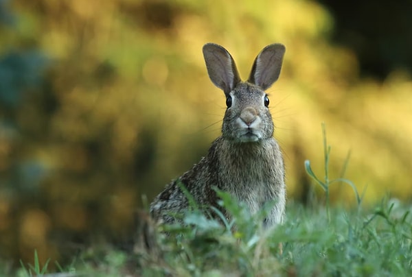 10. Tavşanlar çok yüksek tizde çığlık atma yeteneğine sahiptir ancak sadece ölmek üzere olduklarını hissettiklerinde çığlık atarlar.