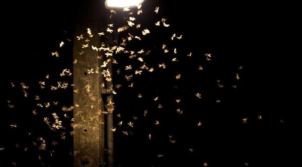 Doğal ışık kaynağından yapay ışık kaynağına geçiş sırasında böceklerin yaşadıkları.